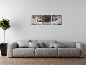 Obraz na plátně Kocour, Jenny Downing - 3 dílný Rozměry: 90 x 30 cm