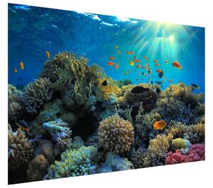 Fototapeta Krásný korálový útes Materiál: Samolepící, Rozměry: 200 x 135 cm