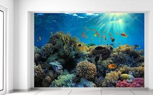 Fototapeta Krásný korálový útes Materiál: Samolepící, Velikost: 200 x 135 cm