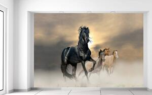 Fototapeta Nádherný černý kůň Materiál: Samolepící, Velikost: 200 x 135 cm