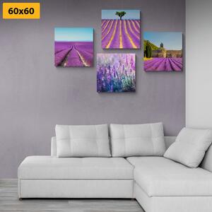 Set obrazů levandulové pole Varianta: 4x 40x40