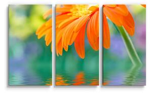 Sablio Obraz - 3-dílný Oranžová gerbera - 120x80 cm