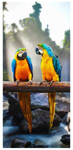 Fototapeta na dveře Barevní papoušci Materiál: Samolepící, Rozměry: 95 x 205 cm