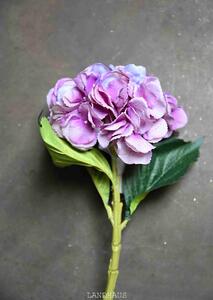 Hortenzie fialovo-růžová