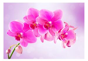Samolepící fototapeta - Ohleduplnost květů orchidejí 98x70
