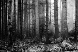 Fototapeta černobílé tajemství lesa