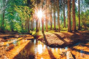 Samolepící fototapeta les jako z pohádky