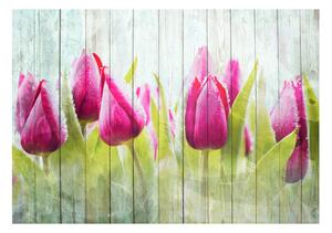 Fototapeta - Tulipány na bílém dřevě 200x140 + zdarma lepidlo