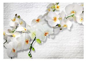 Fototapeta - Bílá orchidej II 300x210 + zdarma lepidlo