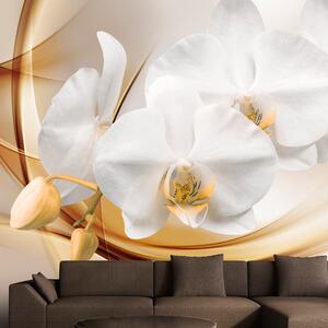 Fototapeta - Květ orchideje 250x175 + zdarma lepidlo