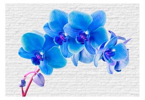 Fototapeta - Modrá orchidej 200x140 + zdarma lepidlo