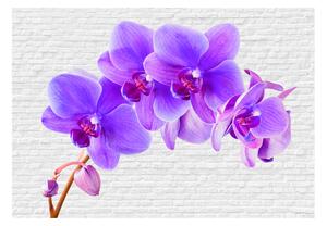 Fototapeta - Fialová orchidej II 200x140 + zdarma lepidlo