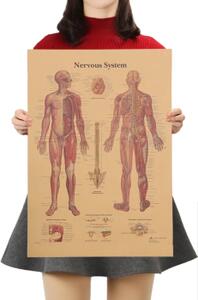 Plakát Anatomie člověka, nervový systém, č.290 , 42 x 30 cm