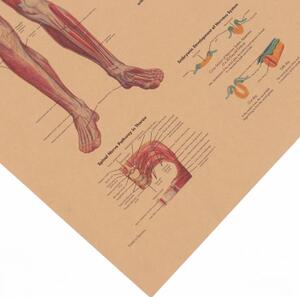 Plakát Anatomie člověka, nervový systém, č.290 , 42 x 30 cm
