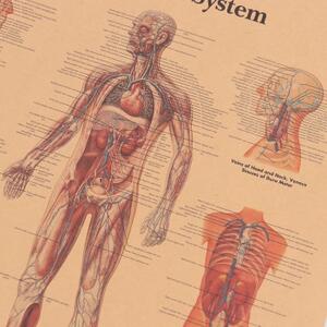 Plakát Anatomie člověka, vaskulární systém, č.291 , 42 x 30 cm