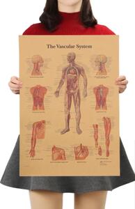 Plakát Anatomie člověka, vaskulární systém, č.291 , 42 x 30 cm