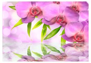 Fototapeta - Orchideje v barvě lila 200x140 + zdarma lepidlo