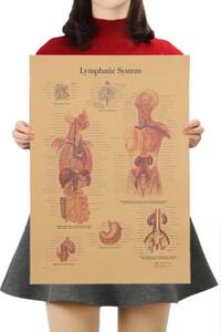 Plakát Anatomie člověka, lymfatický systém, č.292 , 42 x 30 cm