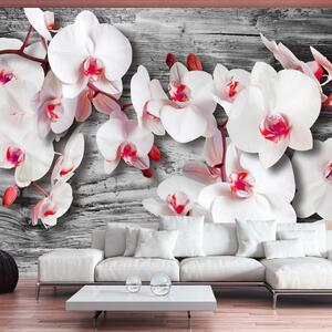Fototapeta - Orchideje 250x175 + zdarma lepidlo