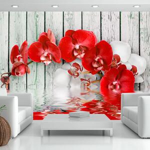 Artgeist Fototapeta - Ruby orchid Velikosti (šířkaxvýška): 300x210