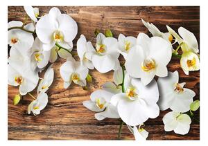 Fototapeta - Lesní orchidej 200x140 + zdarma lepidlo