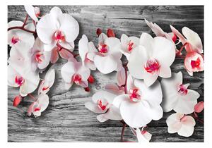 Fototapeta - Orchideje 200x140 + zdarma lepidlo