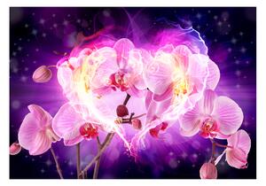 Fototapeta - Orchideje v plamenech 250x175 + zdarma lepidlo