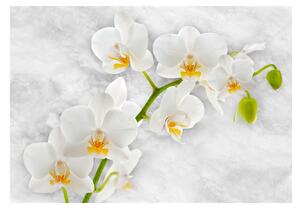 Fototapeta - Lyrická orchidej - bílá 350x245 + zdarma lepidlo