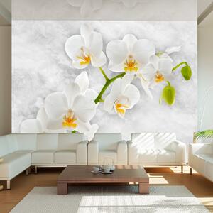 Fototapeta - Lyrická orchidej - bílá 200x140 + zdarma lepidlo