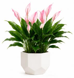 Umělá květina, květ lilie, výška 47 cm, plast, jemně růžová, Dekorino UK20260018