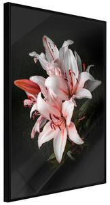 Artgeist Pale Pink Lilies Velikosti (šířkaxvýška): 20x30, Finální vzhled: Černý rám s paspartou