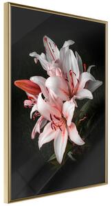 Artgeist Pale Pink Lilies Velikosti (šířkaxvýška): 20x30, Finální vzhled: Černý rám s paspartou