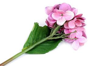 Umělá hortenzie velkokvětá k aranžování - 6 růžová střední