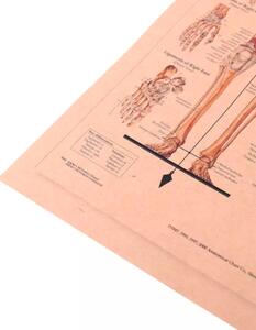 Plakát Anatomie člověka, kostra, č.295, 42 x 30 cm