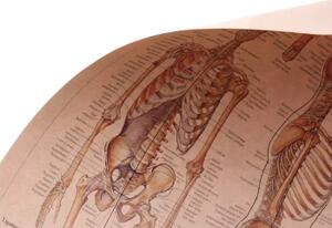Plakát Anatomie člověka, kostra, č.295, 42 x 30 cm