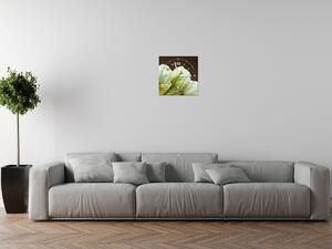 Obraz s hodinami Nádherné bílé tulipány Rozměry: 30 x 30 cm