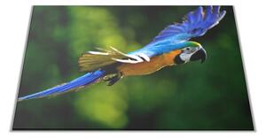 Skleněné prkénko papoušek ara ararauna - 30x20cm