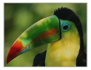 Obraz skleněný papoušek tukan - 60 x 90 cm