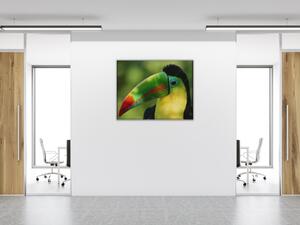 Obraz skleněný papoušek tukan - 30 x 60 cm