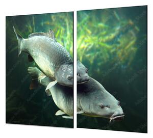Ochranná deska ryba kapři pod hladinou - 52x60cm / S lepením na zeď