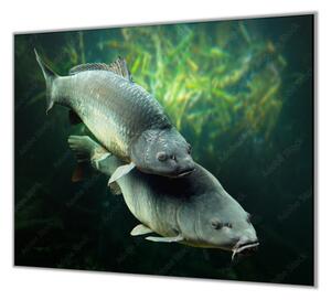 Ochranná deska ryba kapři pod hladinou - 52x60cm / Bez lepení na zeď