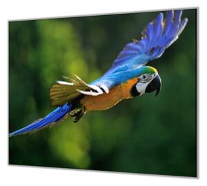 Ochranná deska papoušek ara ararauna - 40x40cm / S lepením na zeď