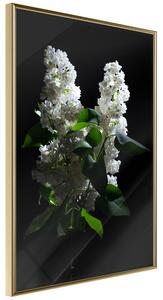 Artgeist White Lilac Velikosti (šířkaxvýška): 20x30, Finální vzhled: Černý rám s paspartou