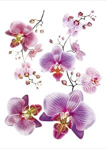 Samolepka na zeď Fialové Orchideje | 65 x 85 cm | DF0466
