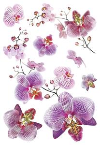 Samolepka na zeď Orchideje | 42.5 x 65 cm | DSM3440