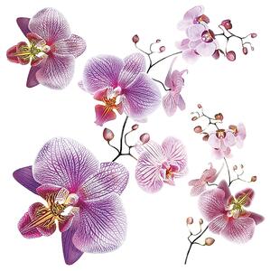 Samolepka na zeď Orchideje | 30 x 30 cm | DSS3859