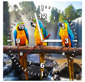 Obraz s hodinami Barevní papoušci Rozměry: 30 x 30 cm