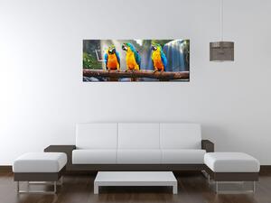 Obraz s hodinami Barevní papoušci Rozměry: 30 x 30 cm