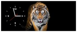 Obraz s hodinami Silný tygr Rozměry: 40 x 40 cm
