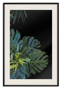 Plakát Monstera - botanická kompozice s tropickými listy na černém pozadí